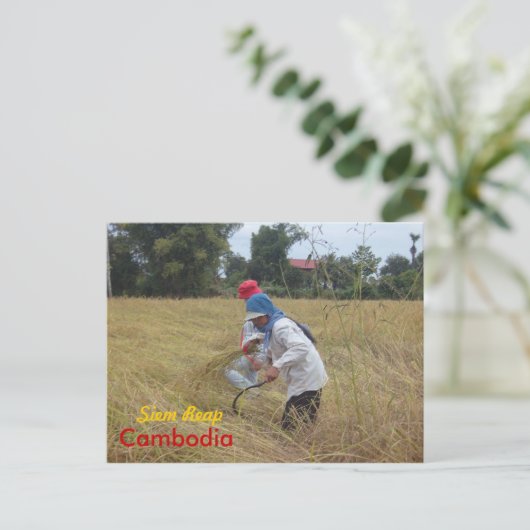 Reisernte auf Feldern außerhalb von Siem Reap Postkarte (Stehend Vorderseite)