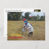 Reisernte auf Feldern außerhalb von Siem Reap Postkarte (Vorne/Hinten)