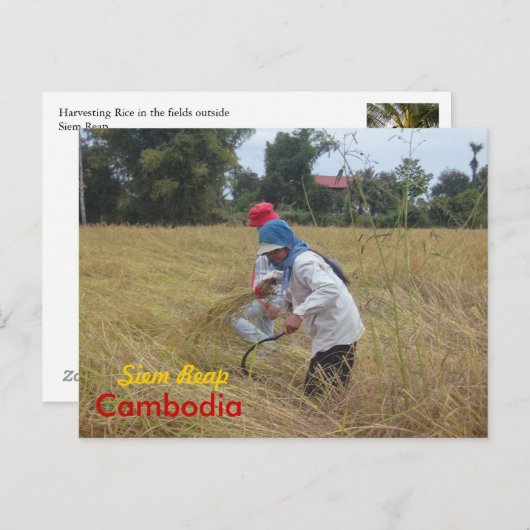 Reisernte auf Feldern außerhalb von Siem Reap Postkarte (Vorne/Hinten)
