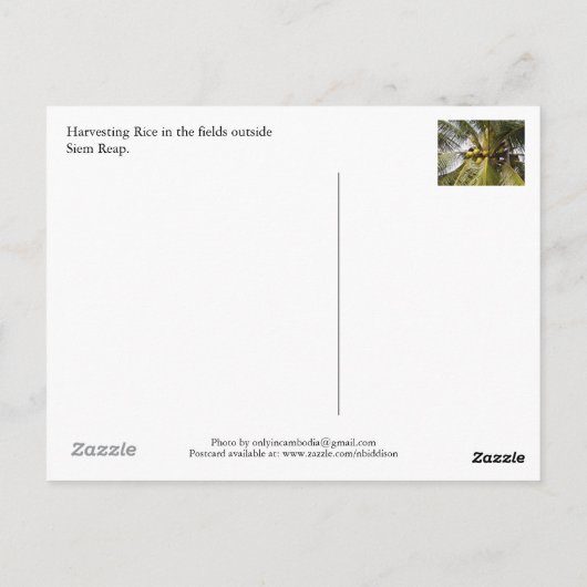 Reisernte auf Feldern außerhalb von Siem Reap Postkarte (Rückseite)