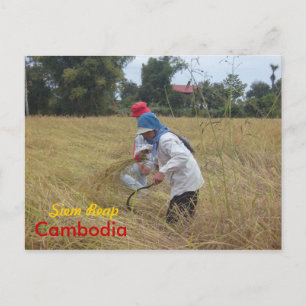 Reisernte auf Feldern außerhalb von Siem Reap Postkarte