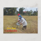 Reisernte auf Feldern außerhalb von Siem Reap Postkarte (Vorderseite)