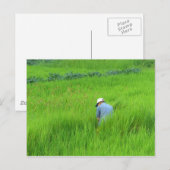 Reisernte in Waegwan, Southkorea Postkarte (Vorne/Hinten)