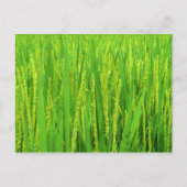 Reisernte, Waegwan, Southkorea Postkarte (Vorderseite)