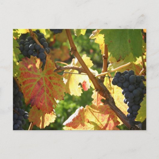 Reiserückholung der Postkarte 65 (Vorderseite)