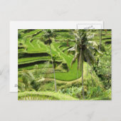 Reisfelder auf der Postkarte, Bali Postkarte (Vorne/Hinten)