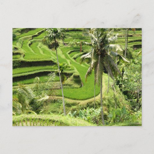 Reisfelder auf der Postkarte, Bali Postkarte (Vorderseite)