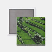 Reisfelder, Bali, Indonesien Magnet (Vorderseite/Rückseite)