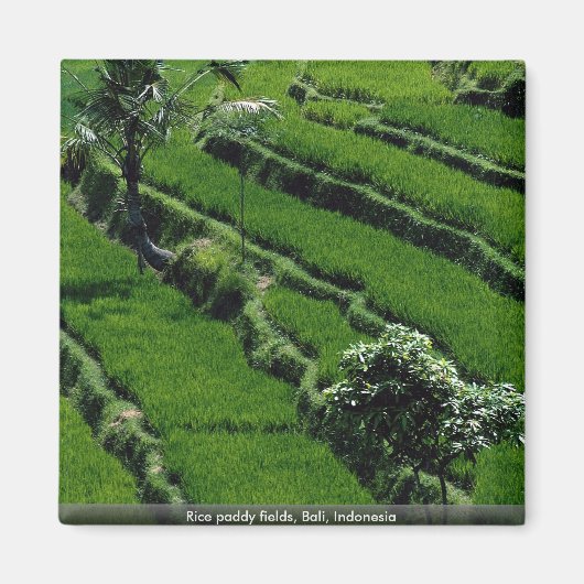 Reisfelder, Bali, Indonesien Magnet (Vorne)