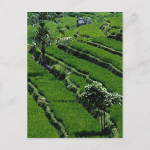 Reisfelder, Bali, Indonesien Postkarte