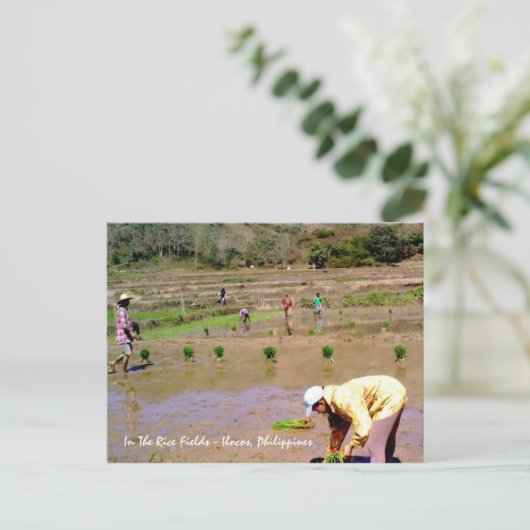 Reisfelder - Ilocos, Philippinen - Postkarte (Stehend Vorderseite)