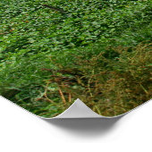 Reisfelder in Kambodscha Poster (Ecke)