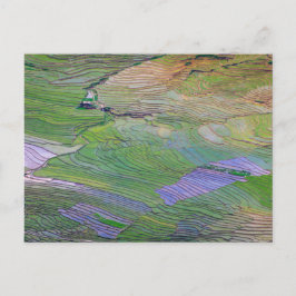 Reisfelder in Sapa Postkarte