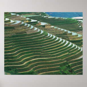 Reisfelder-Landschaft im Gebirge, 3 Poster