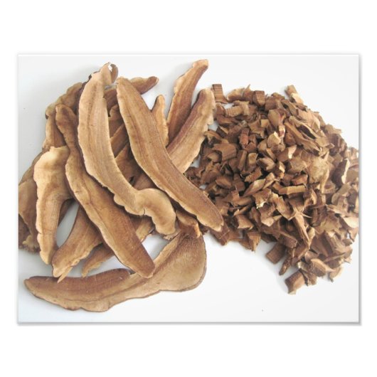 Reishi Mushroom Foto Print (Vorne)