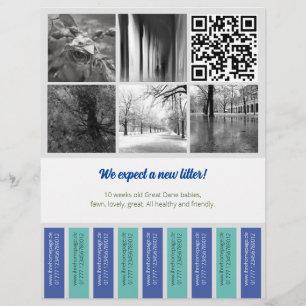 Reiß Flyer Welpe verkauft blau grün