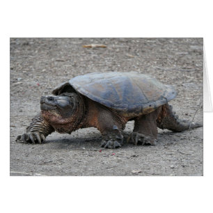 Reißende Schildkröte