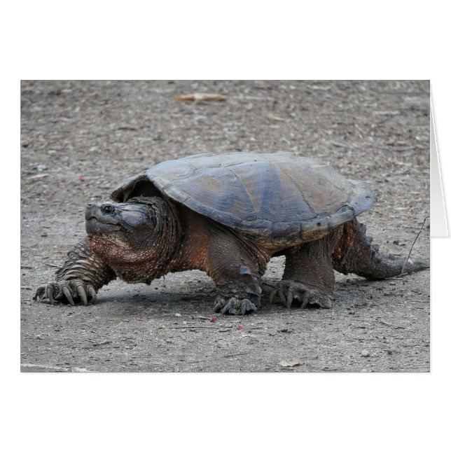 Reißende Schildkröte (Vorderseite (Horizontal))