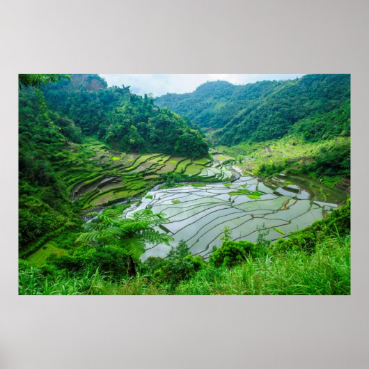 Reisterrassen-Landschaft, Philippinen Poster (Vorne)