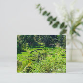 Reisterrassen von Bali, Indonesien Postkarte (Stehend Vorderseite)