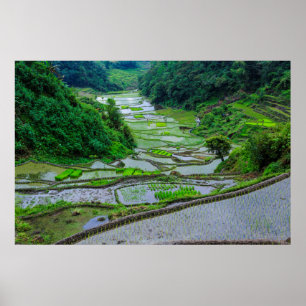 Reisterrassen von Banaue, Luzon Poster