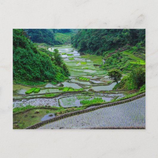 Reisterrassen von Banaue, Luzon Postkarte (Vorderseite)