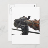 Reiten Postkarte (Vorne/Hinten)