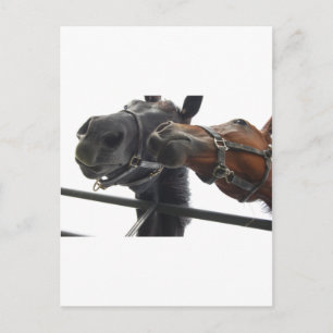 Reiten Postkarte
