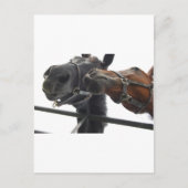 Reiten Postkarte (Vorderseite)