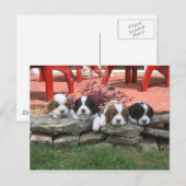 Reiter King Charles Spaniel Litter Postkarte (Vorne/Hinten)