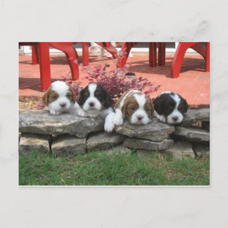 Reiter King Charles Spaniel Litter Postkarte