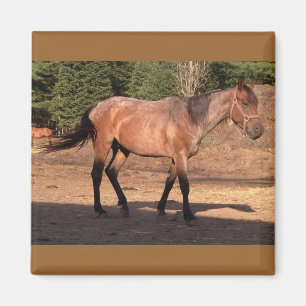 Reitfarm Süße Tier Magnet