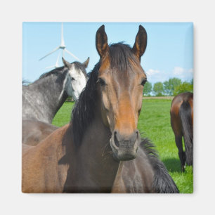 Reitfarm Süße Tier Magnet