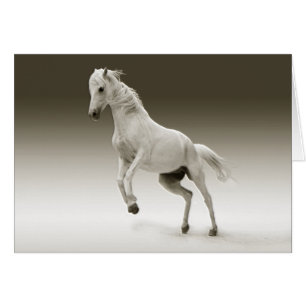 Reitpferd