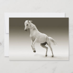 Reitpferd