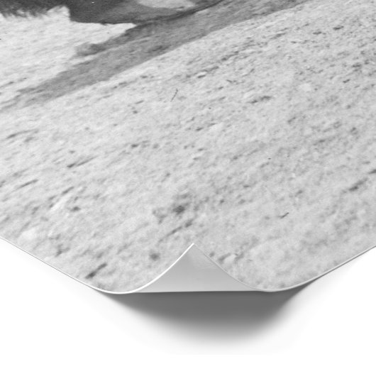 Reitpferd 1916 poster (Ecke)