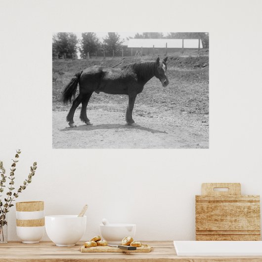 Reitpferd 1916 poster (Küche)