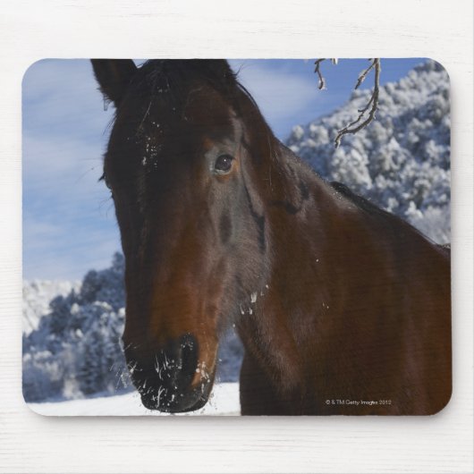 Reitpferd im Winter Mousepad (Vorne)
