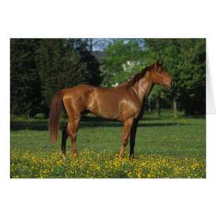 Reitpferd in Blume