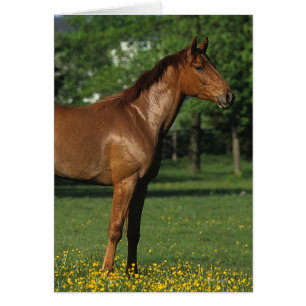 Reitpferd in Blume