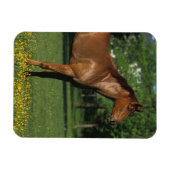 Reitpferd in Blume Magnet (Horizontal)