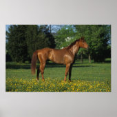 Reitpferd in Blume Poster (Vorne)