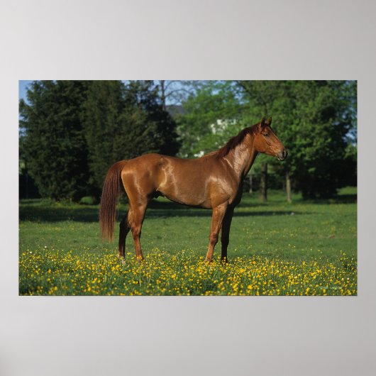 Reitpferd in Blume Poster (Vorne)