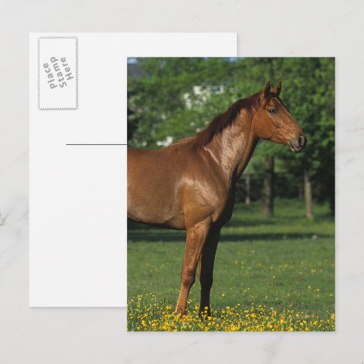 Reitpferd in Blume Postkarte (Vorne/Hinten)