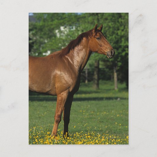 Reitpferd in Blume Postkarte (Vorderseite)