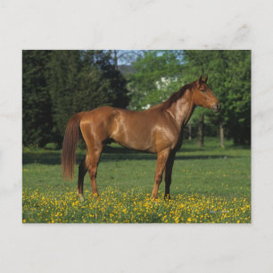 Reitpferd in Blume Postkarte