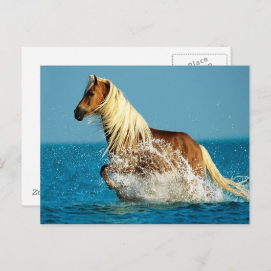 Reitpferd Postkarte (Vorne/Hinten)