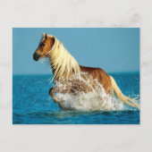 Reitpferd Postkarte (Vorderseite)