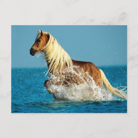 Reitpferd Postkarte (Vorderseite)