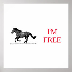 Reitpferd Schwarz-weiß bin ich frei Poster